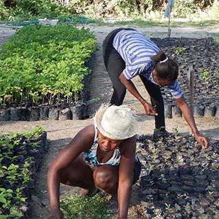 man watering plants in haiti | Beauty Society